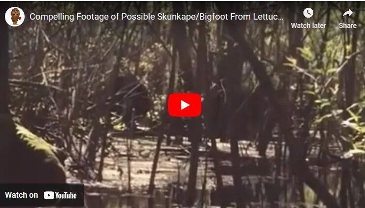 Compelling Footage of Possible Skunkape-Bigfoot From Lettuce Lake Park Florida