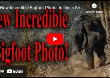 New Incredible Bigfoot Photo. Is this a Sasquatch