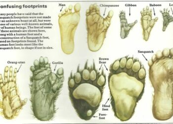 Identifying Some Different types of Animal Tracks