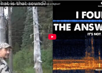 What Did These Hunters Record - Wolves or Bigfoot?