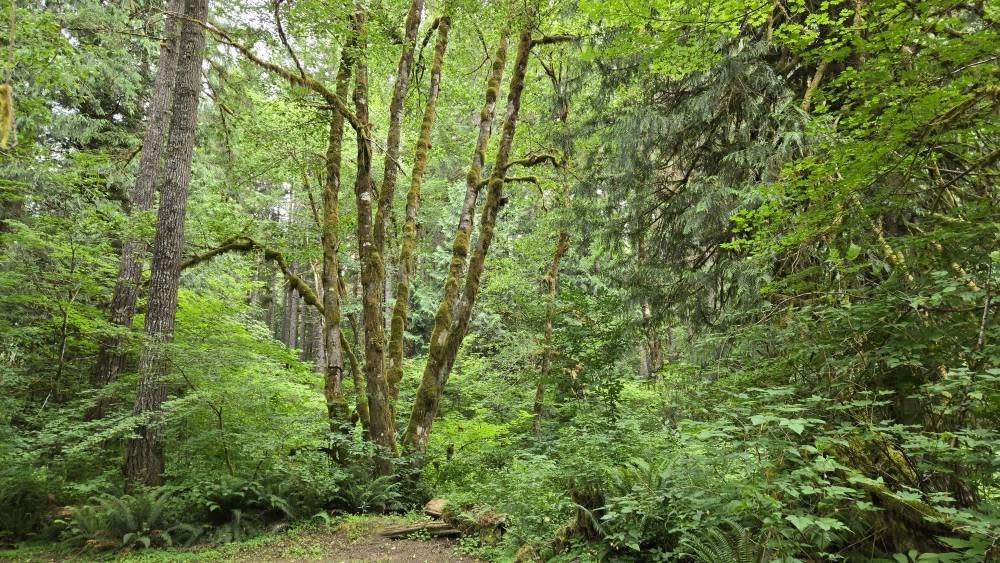 Beachfoot Conference 2024 | NorthWestBigfoot.com