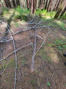 Beachfoot Conference 2024 | NorthWestBigfoot.com
