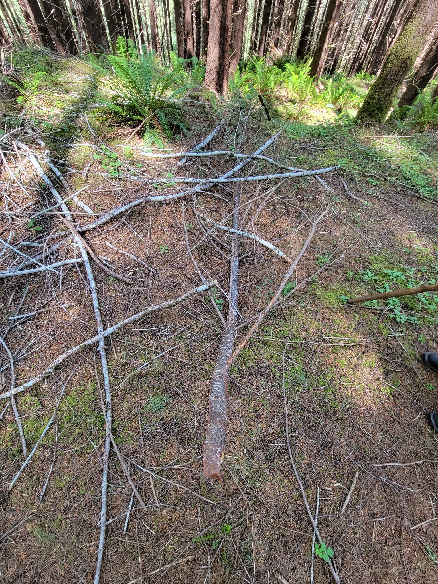 Beachfoot Conference 2024 | NorthWestBigfoot.com