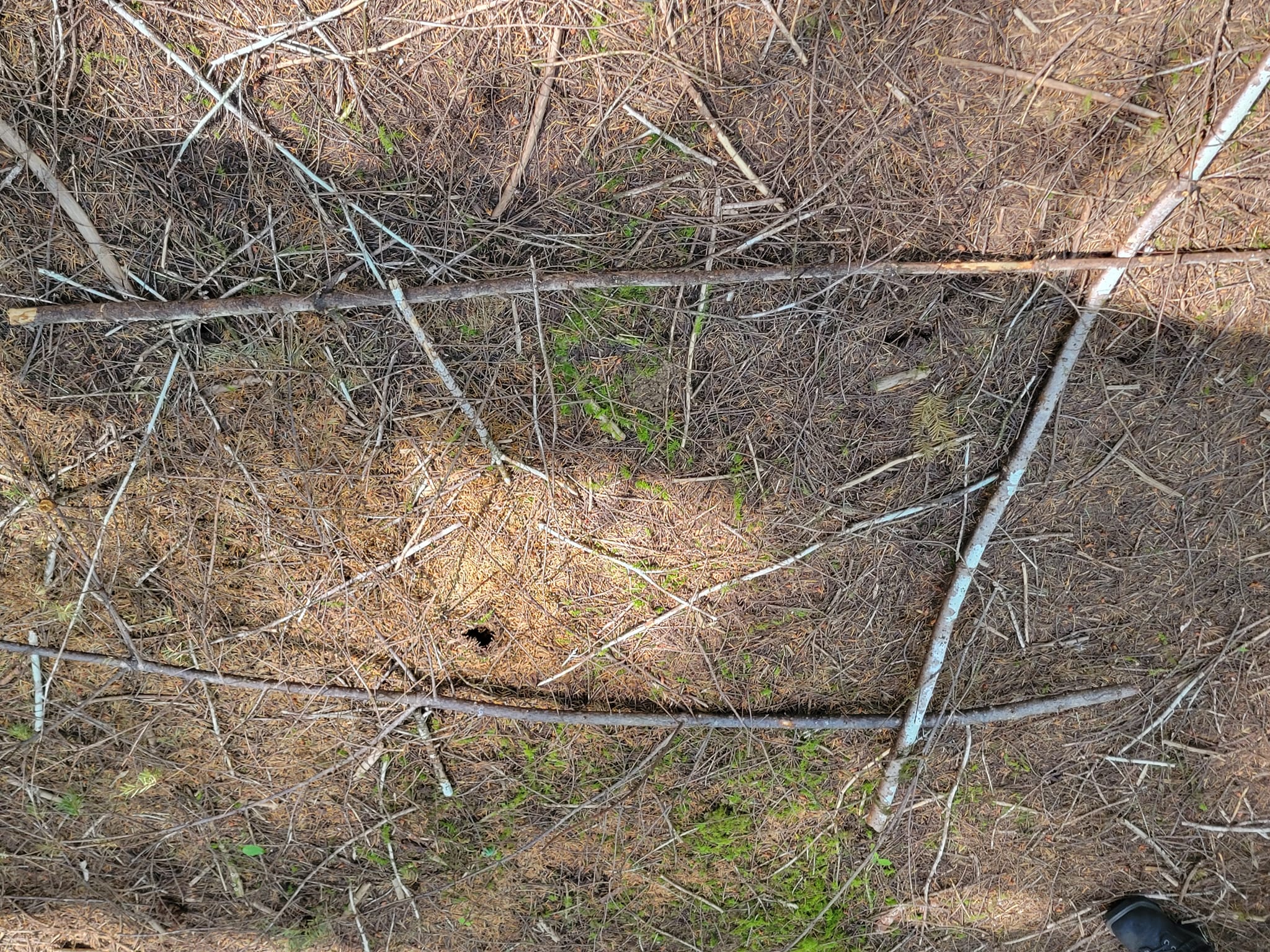 Beachfoot Conference 2024 | NorthWestBigfoot.com