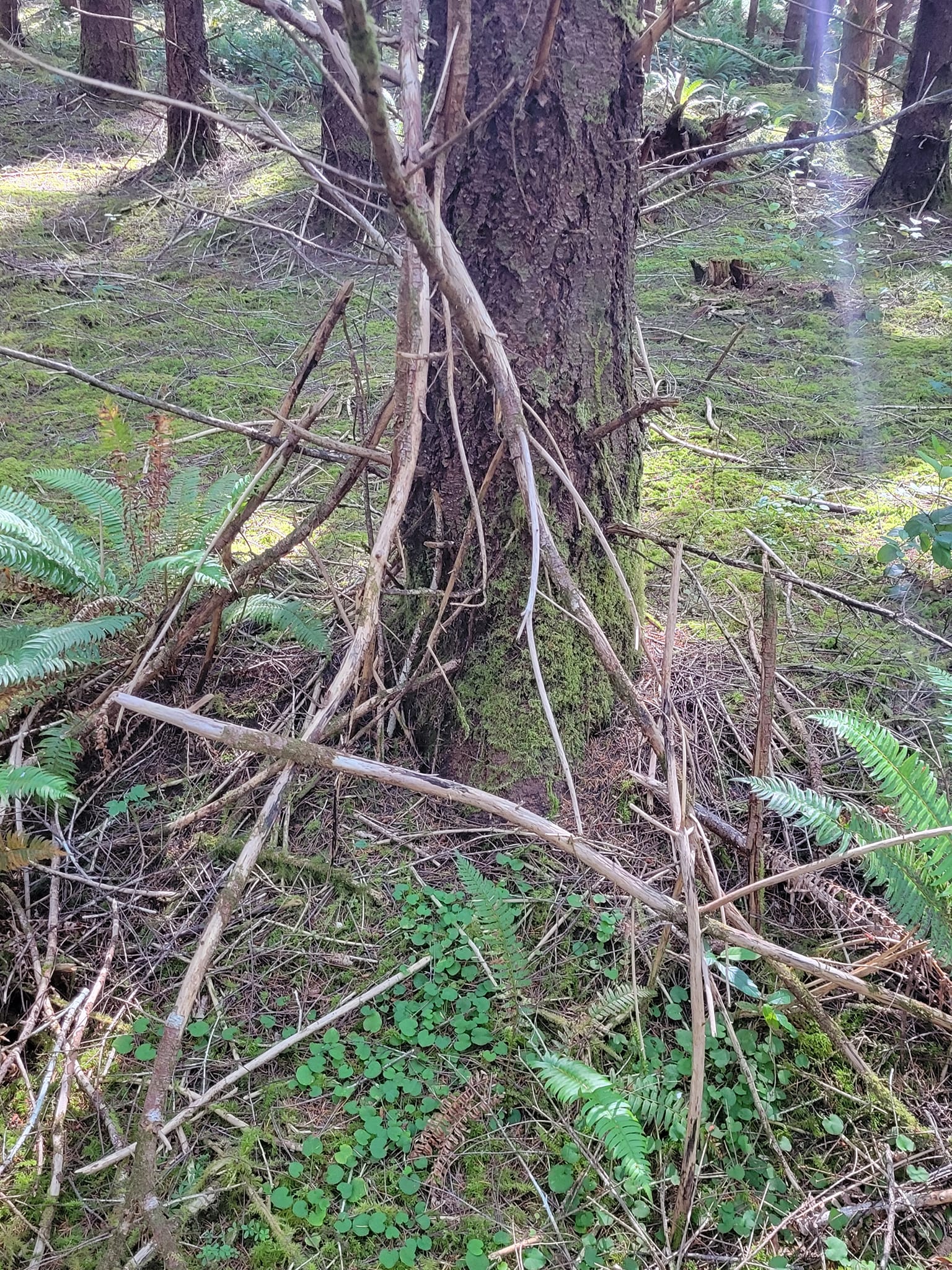 Beachfoot Conference 2024 | NorthWestBigfoot.com